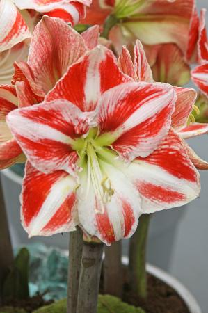 Large Clown Amaryllis