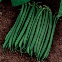 Bean Valentino Bush Seed