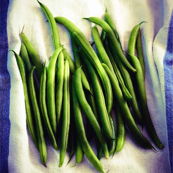Bean Organic Blue Lake Bush Seed