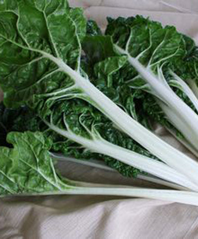 Chard Organic Fordhook Swiss Chard Seed