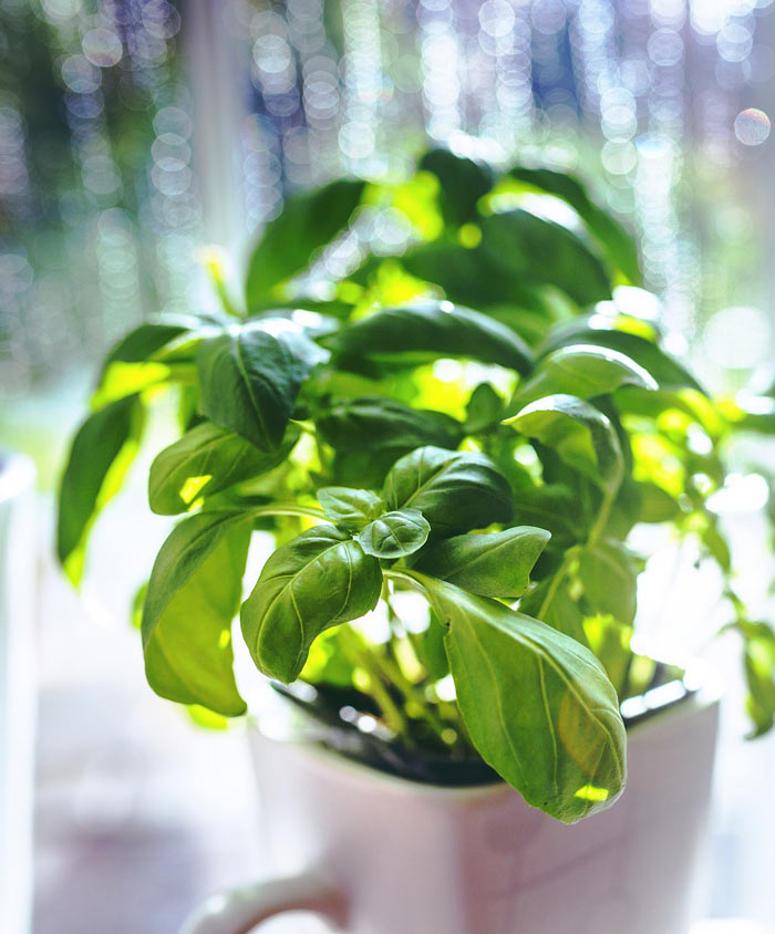 Basil Organic Sweet Seed