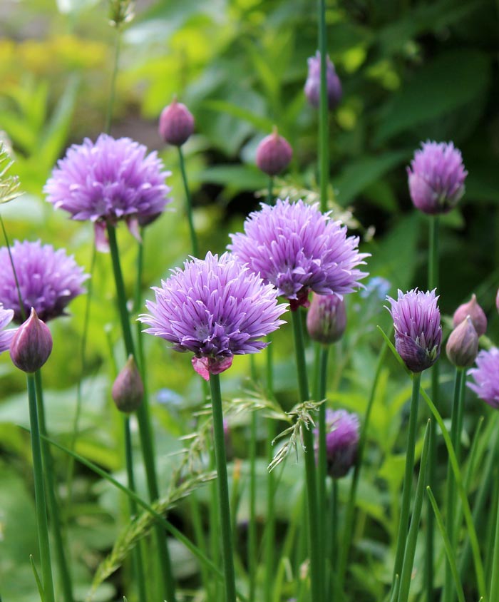 Chive Organic Common Seed