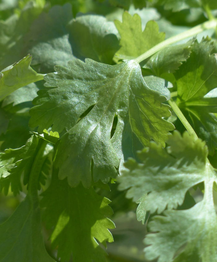 coriander planting seeds Cilantro/Coriander Organic Seed – Anderson's Seed & Garden