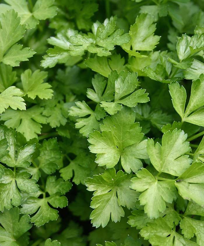 Parsley Organic Flat Herb Seed