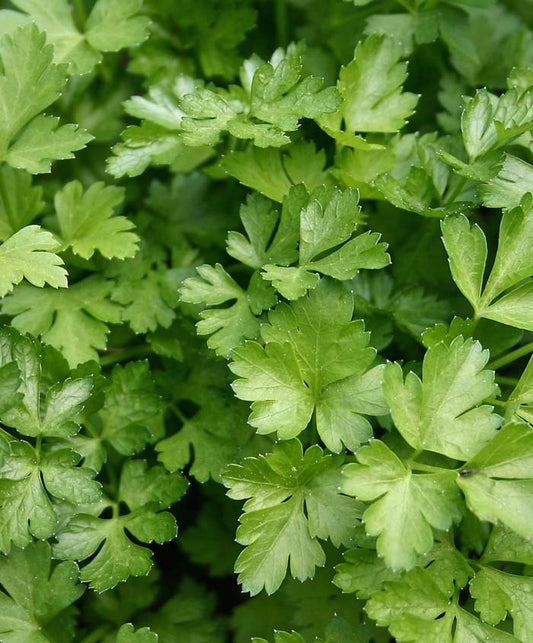 Parsley Organic Flat Herb Seed