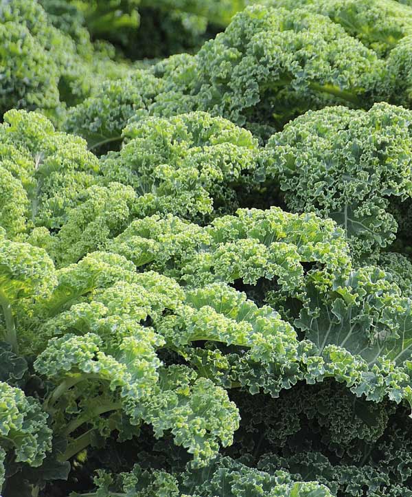 Kale Organic Dwarf Blue Curled Seed