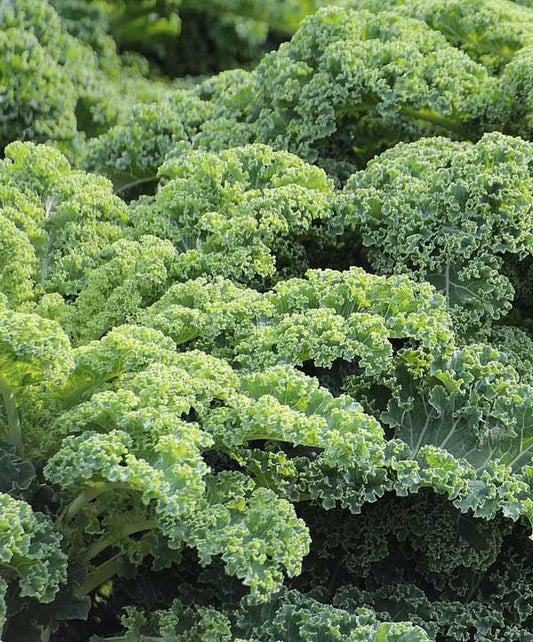 Kale Organic Dwarf Blue Curled Seed