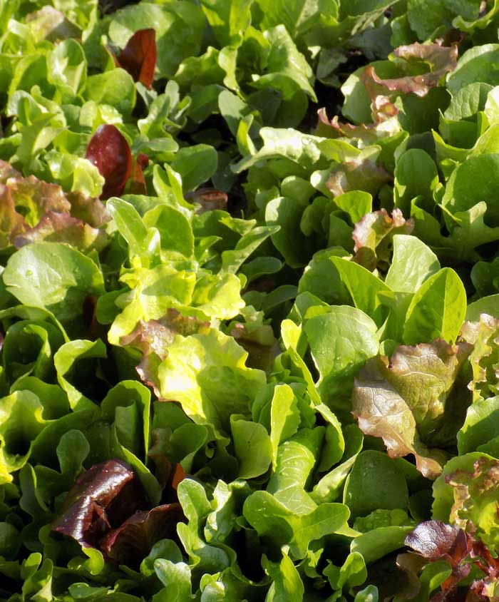 Lettuce Leaf  Organic 5 Blend Seed