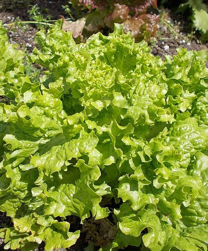 Lettuce Leaf Organic Simpson Elite Seed