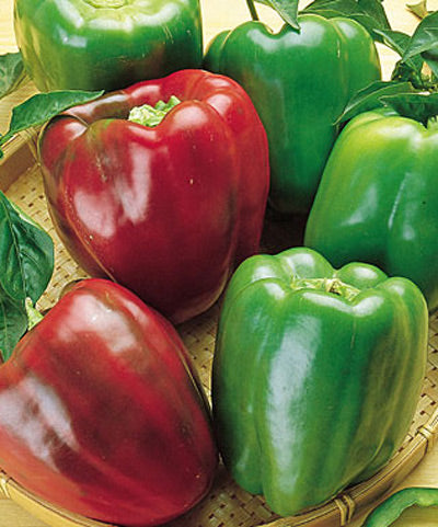 Pepper Sweet Organic California Wonder Seed