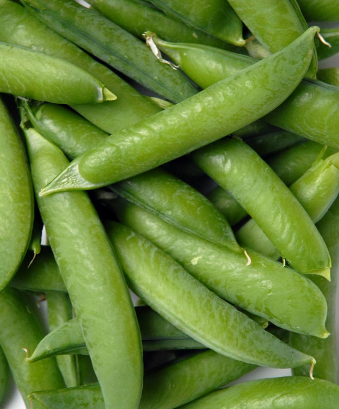 Pea Organic Sugar Daddy Snap Seed