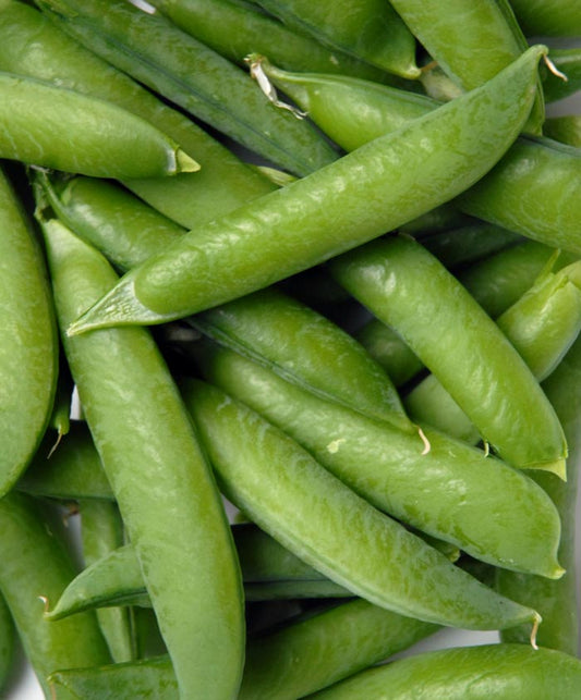 Pea Organic Sugar Daddy Snap Seed