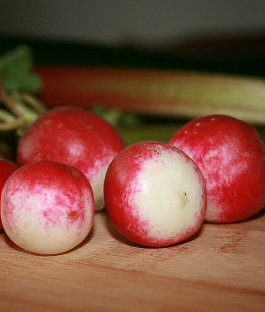 Radish Organic Sparkler Seed