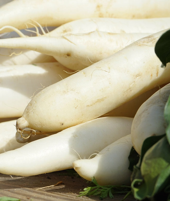 Radish Organic White Icicle Seed