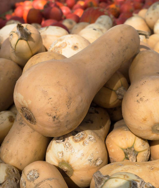 Squash Winter Organic Butternut Seed