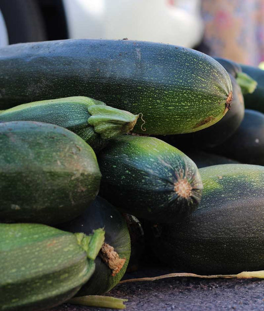 Squash Summer Zucchini Organic Dark Green Seed
