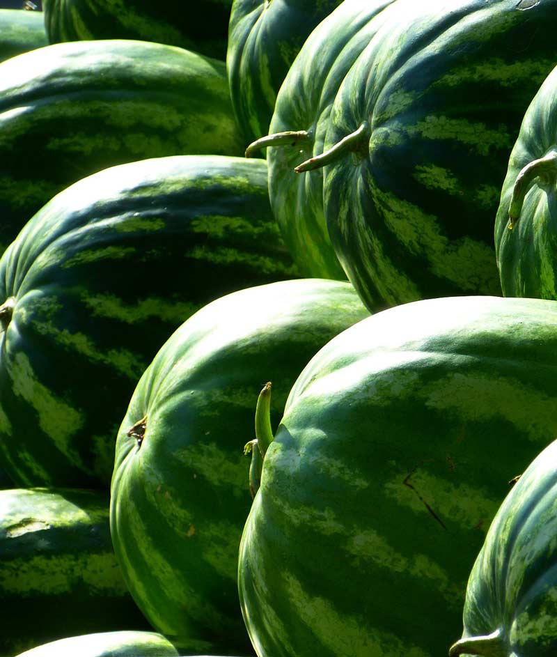 Watermelon Organic Crimson Sweet Seed