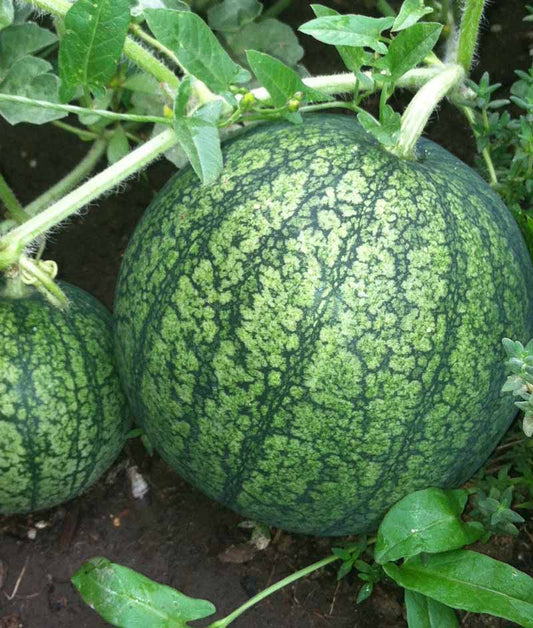 Watermelon Organic Sugar Baby Seed