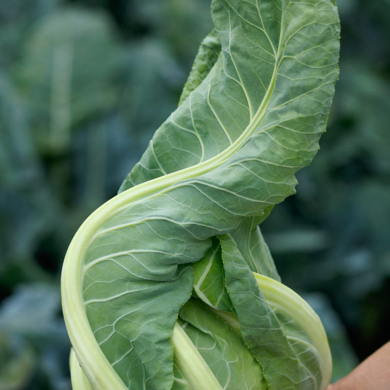 Cauliflower Twister Seed