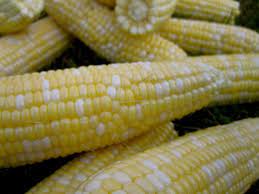 Corn Nirvana Bicolor Seed