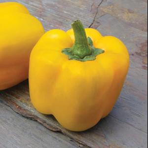 Pepper Sweet Early Sunsation Seed