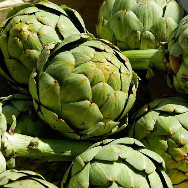 Artichoke Green Globe Seed