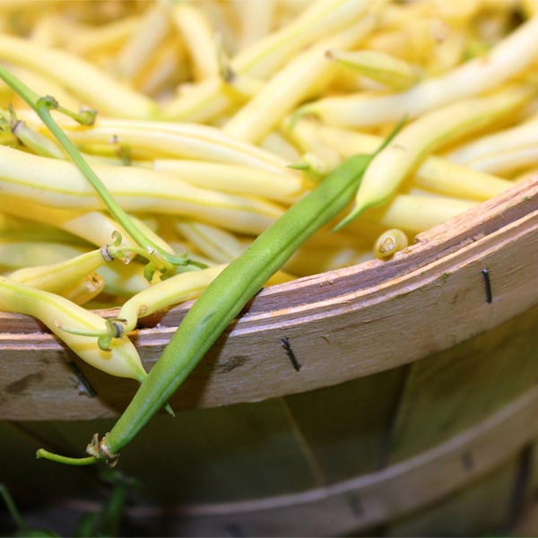 Bean Buttercrisp Wax Seed