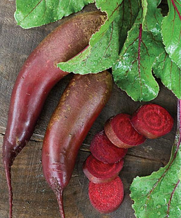 Beet Cylindra Seed