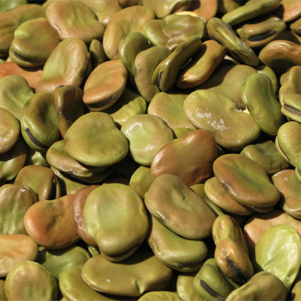 Bean English Broad Fava Seed