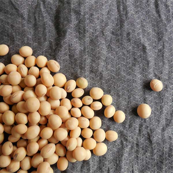 edamame plant seeds Soybean Edamame Midori Giant Seed