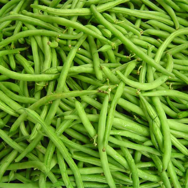 Bean Romano Bush Seed