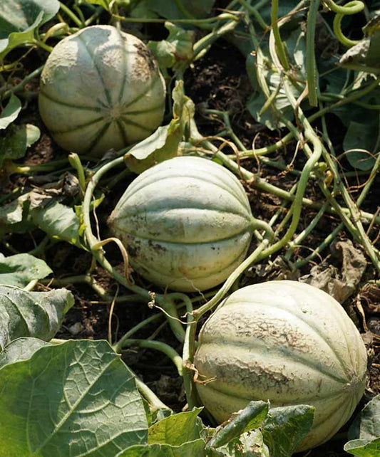 Cantaloupe Burpee Hybrid Seed