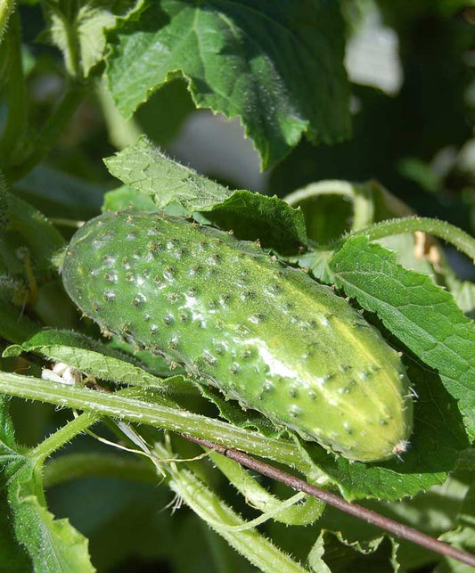 Cucumber Boston Pickling Seed