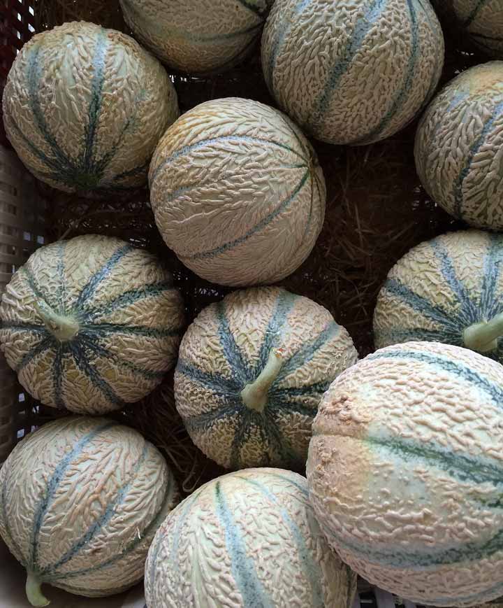 Cantaloupe DaVinci Seed