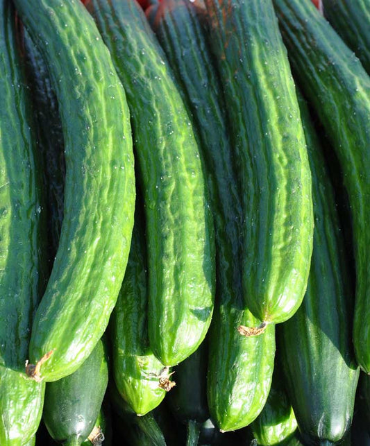 Cucumber Gateway Seed