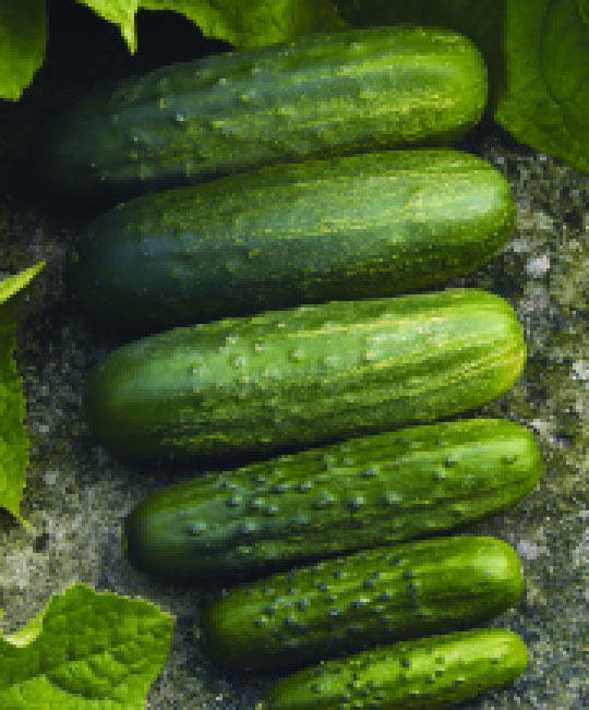 Cucumber Homemade Pickler Seed