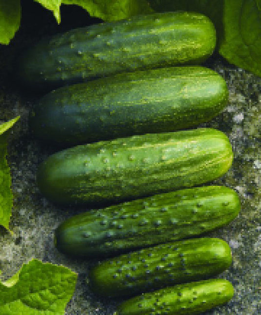 Cucumber Homemade Pickler Seed