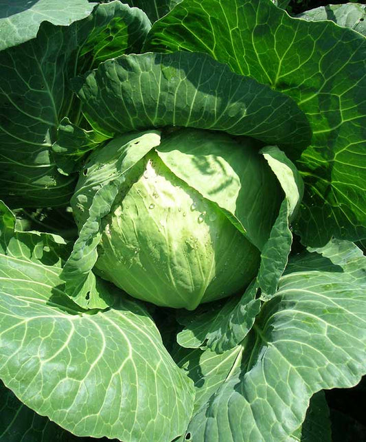 Cabbage Late Flat Dutch Seed