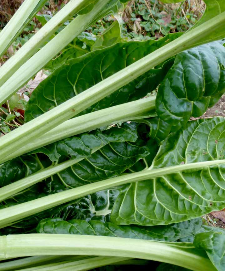 Chard Perpetual Seed