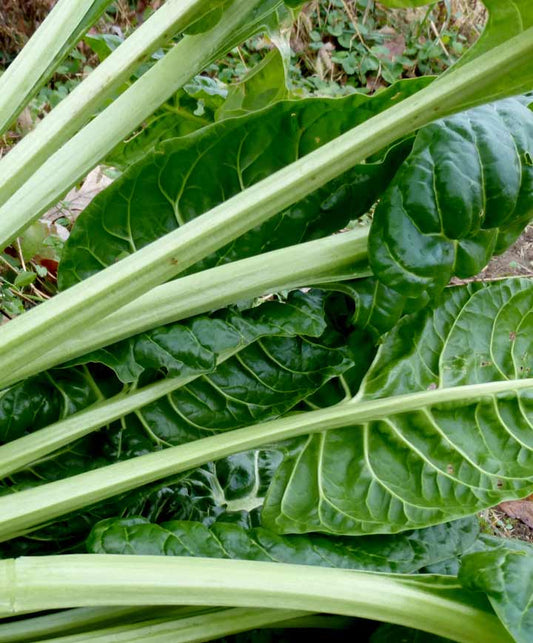 Chard Perpetual Seed