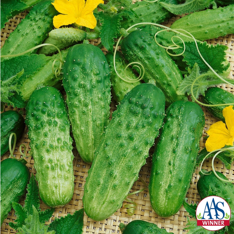 Cucumber Pick-a-Bushel Seed