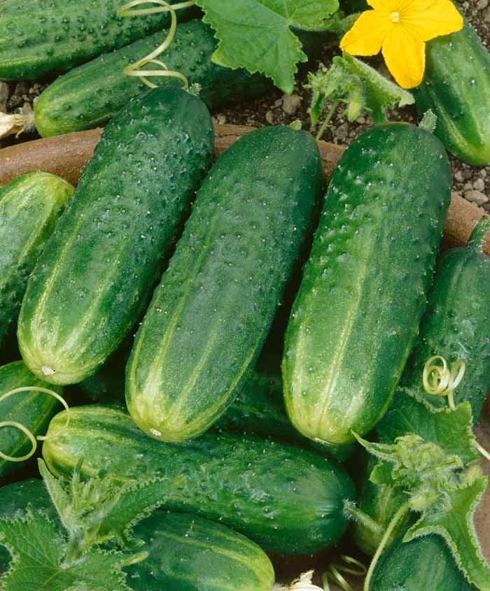 Cucumber Pioneer Pickling Seed