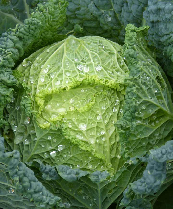 Cabbage Savoy Perfection Seed