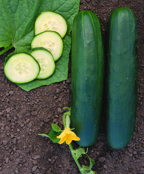 garden sweet burpless cucumber seeds Cucumber Sweet Slice Seed – Anderson's Seed & Garden
