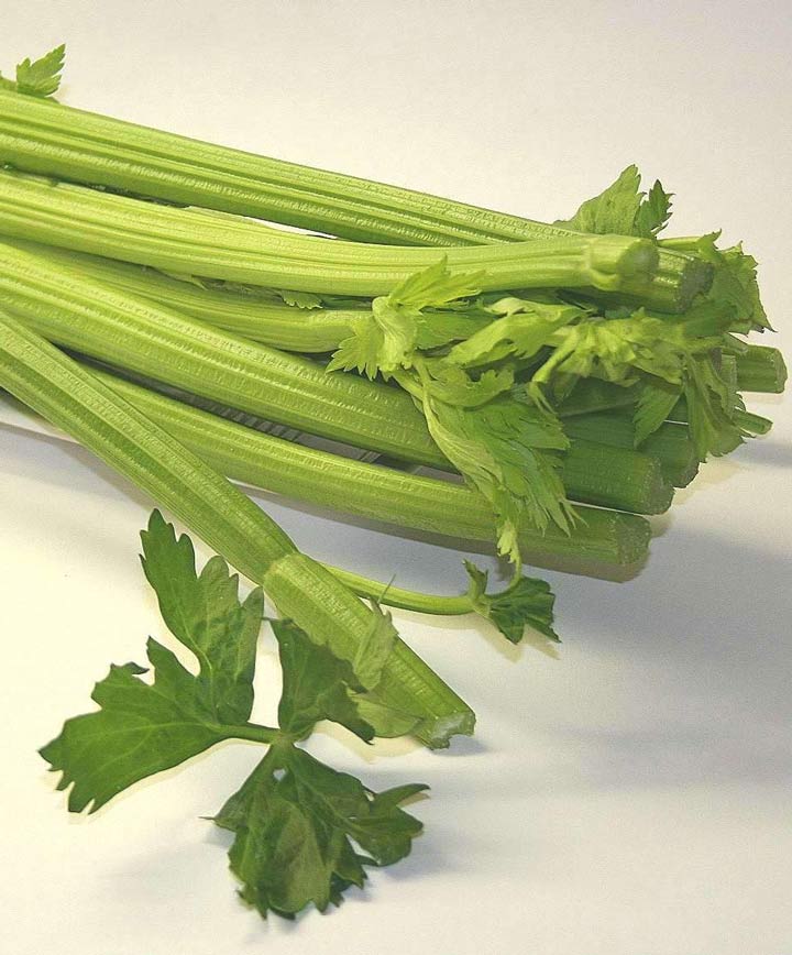 Celery Utah 52-70 Celery Seed