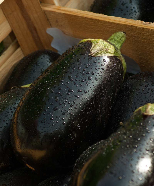 Eggplant Black Beauty Seed