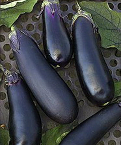 Eggplant Long Purple Seed