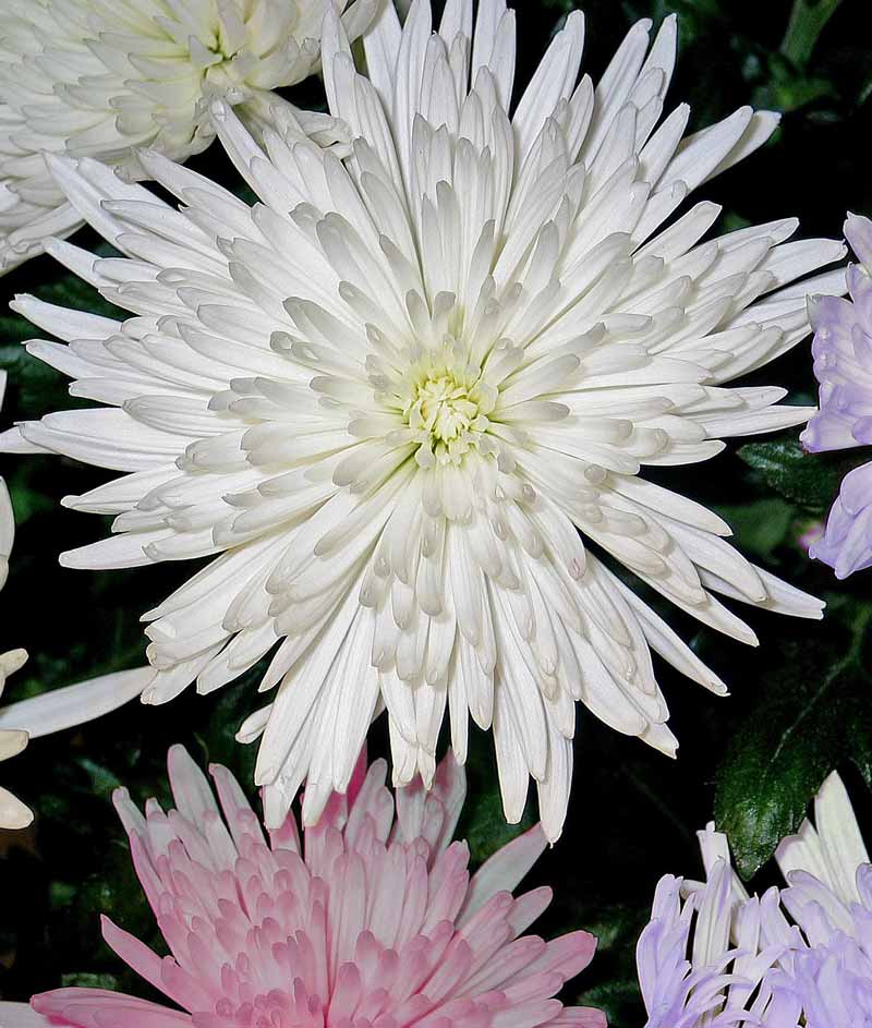 Aster Crego Giant Rainbow Mix Seed