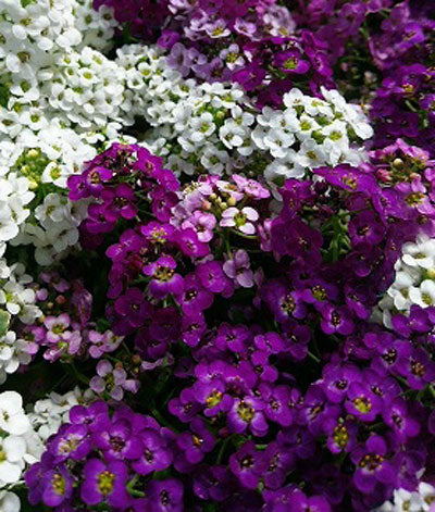 Alyssum Purple Royal Carpet Seed