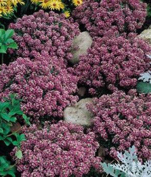 Alyssum Rosie O'Day Seed